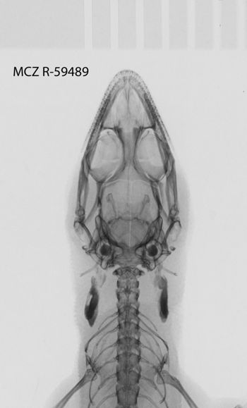 Media type: image;   Herpetology R-59489
